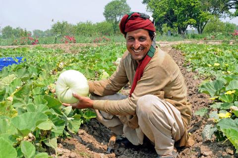 Pakistan: IFC and Habib Bank collaboration for farming loans
