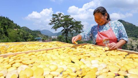 A farmer spreads chopped potatoes to dry at Fengjie County in China's Chongqing. Mobile banking has revolutionized the way farmers and small businesses operate.   © Getty Images