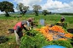 Webinar - Smallholders in Value Chains: Evidence on Scale, Productivity, and Benefits